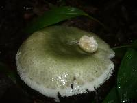 Russula virescens image