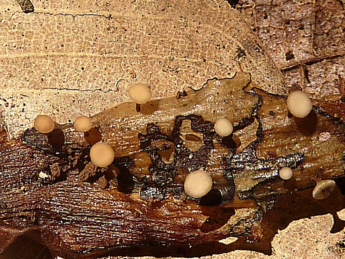Cudoniella clavus image