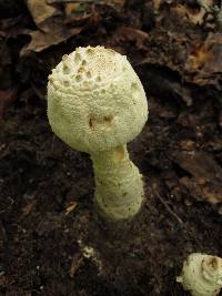 Amanita rhopalopus image