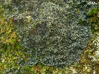Pannaria tavaresii image