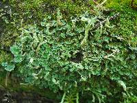 Cladonia sulphurina image