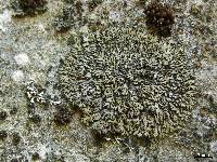 Phaeophyscia sciastra image