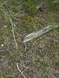 Peltigera malacea image