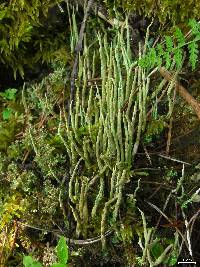 Cladonia cornuta image