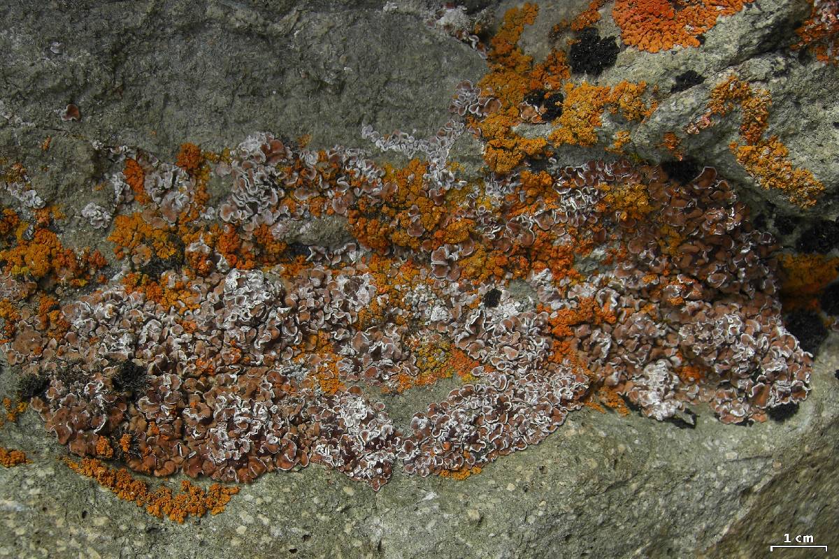 Psora himalayana image