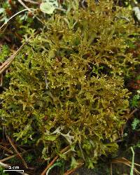 Cetraria ericetorum subsp. reticulata image