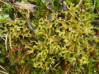 Cetraria ericetorum subsp. reticulata image