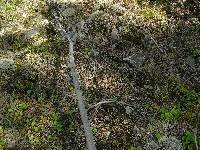 Cladonia cornuta image