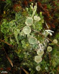 Cladonia pleurota image