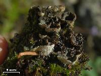 Peltigera didactyla image