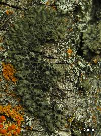 Phaeophyscia ciliata image