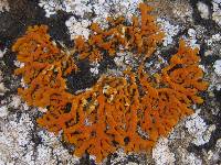 Xanthoria aureola image