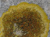 Caloplaca aurantia image