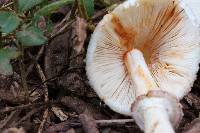 Leucoagaricus americanus image