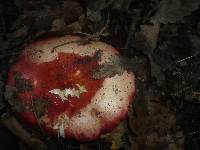 Russula rosea image