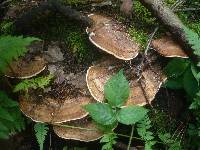 Daedalea quercina image
