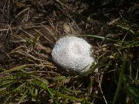 Leucoagaricus barssii image