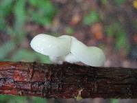 Pleurotus pulmonarius image