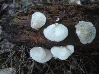 Crepidotus malachius image