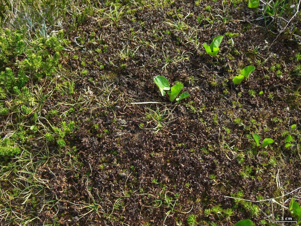 Cetraria subalpina image