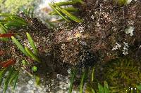 Tholurna dissimilis image