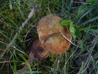 Boletus luridus image