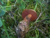 Boletus luridus image