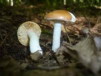 Russula risigallina image