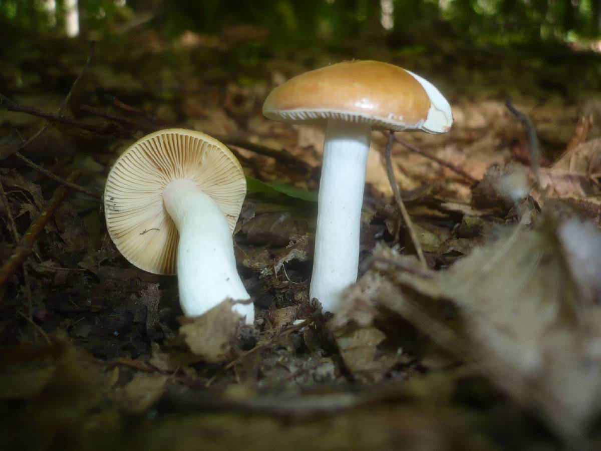 Russula risigallina image
