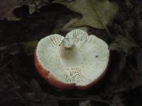 Russula rosea image