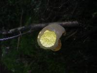 Boletus subtomentosus image