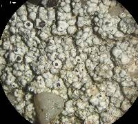 Lecanora pseudistera image