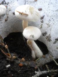 Hygrophorus goetzei image