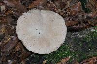 Boletus variipes image