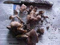 Clitocybe tarda image