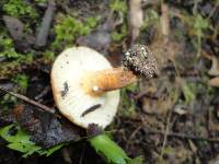 Lactarius hygrophoroides image