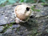 Lycoperdon marginatum image