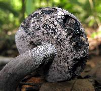 Tylopilus griseocarneus image