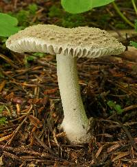 Amanita farinosa image