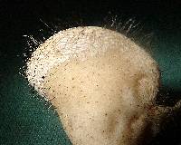 Cookeina tricholoma image