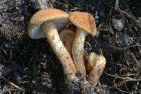 Inocybe unicolor image