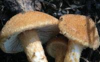 Inocybe unicolor image