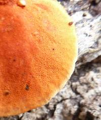 Pycnoporus sanguineus image