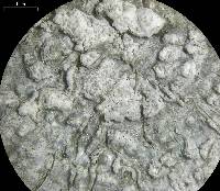 Pertusaria albescens var. albescens image