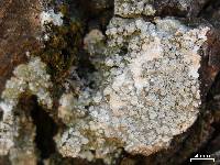 Pertusaria albescens var. albescens image