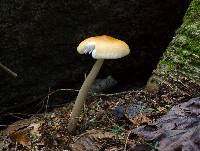 Amanita amerifulva image