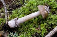 Amanita borealisorora image