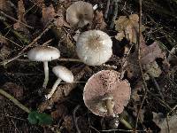 Agaricus pocillator image