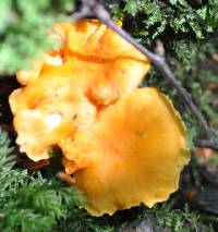 Cantharellus friesii image