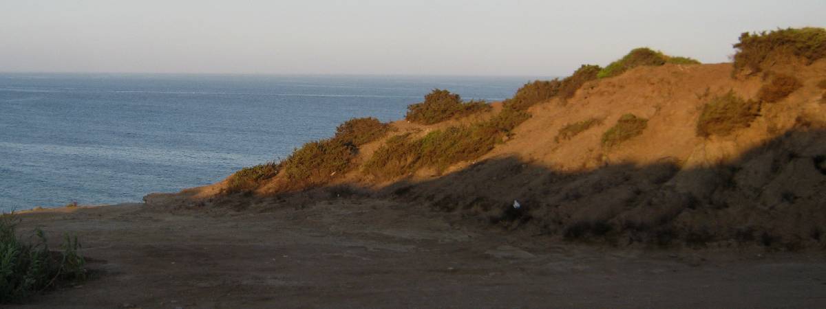 Fulgensia fulgens image